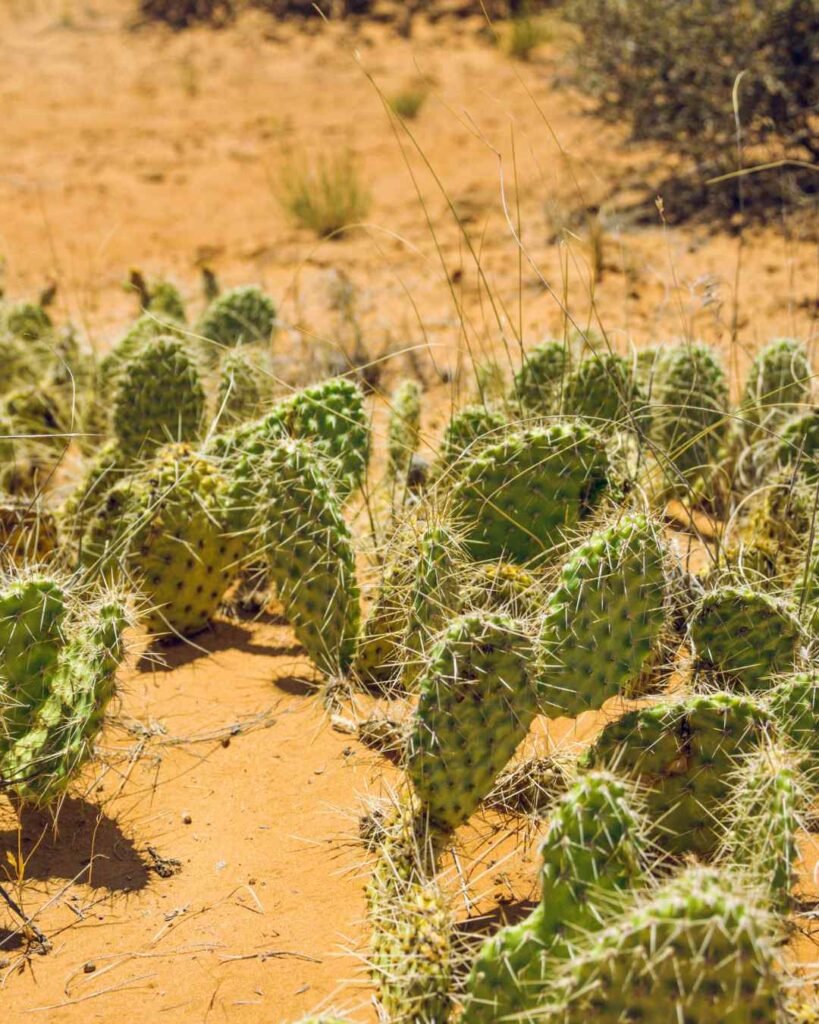 Liječenje Virusnih Bradavica Varaždin Vivaderm