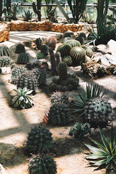 A vibrant collection of various cacti species in a well-lit botanical garden.